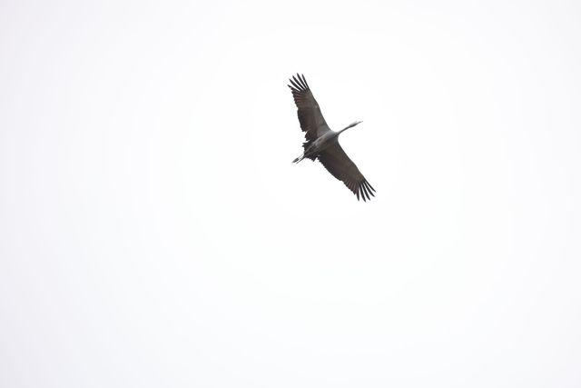 An adult Blue Crane circling high above the photographer